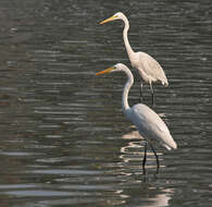 Image of Eastern great egret