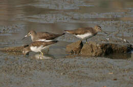 Image of Green Sandpiper