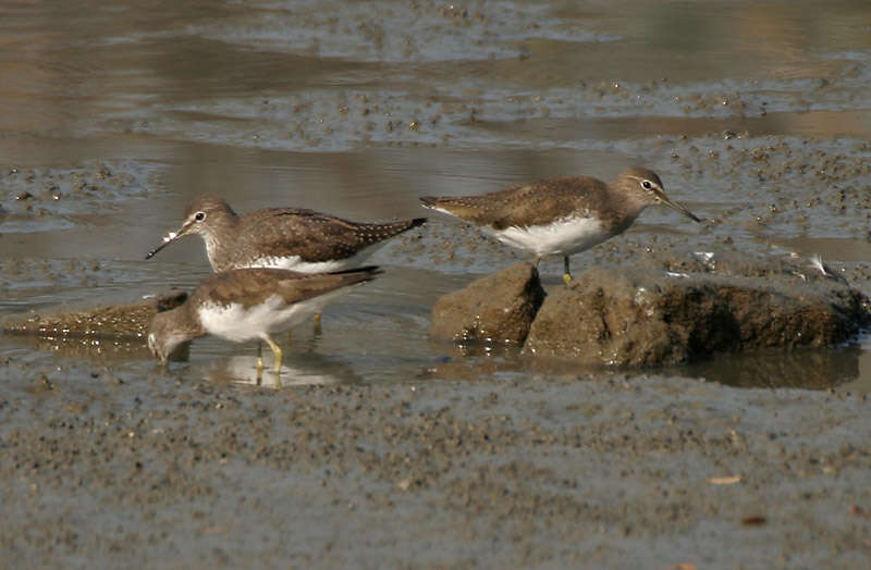 Image of Green Sandpiper