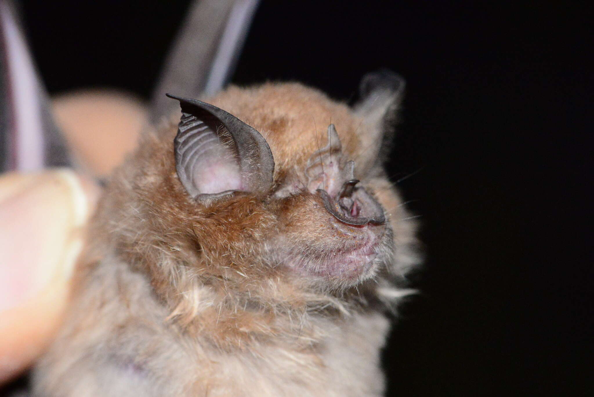 Image of Cape Horseshoe Bat