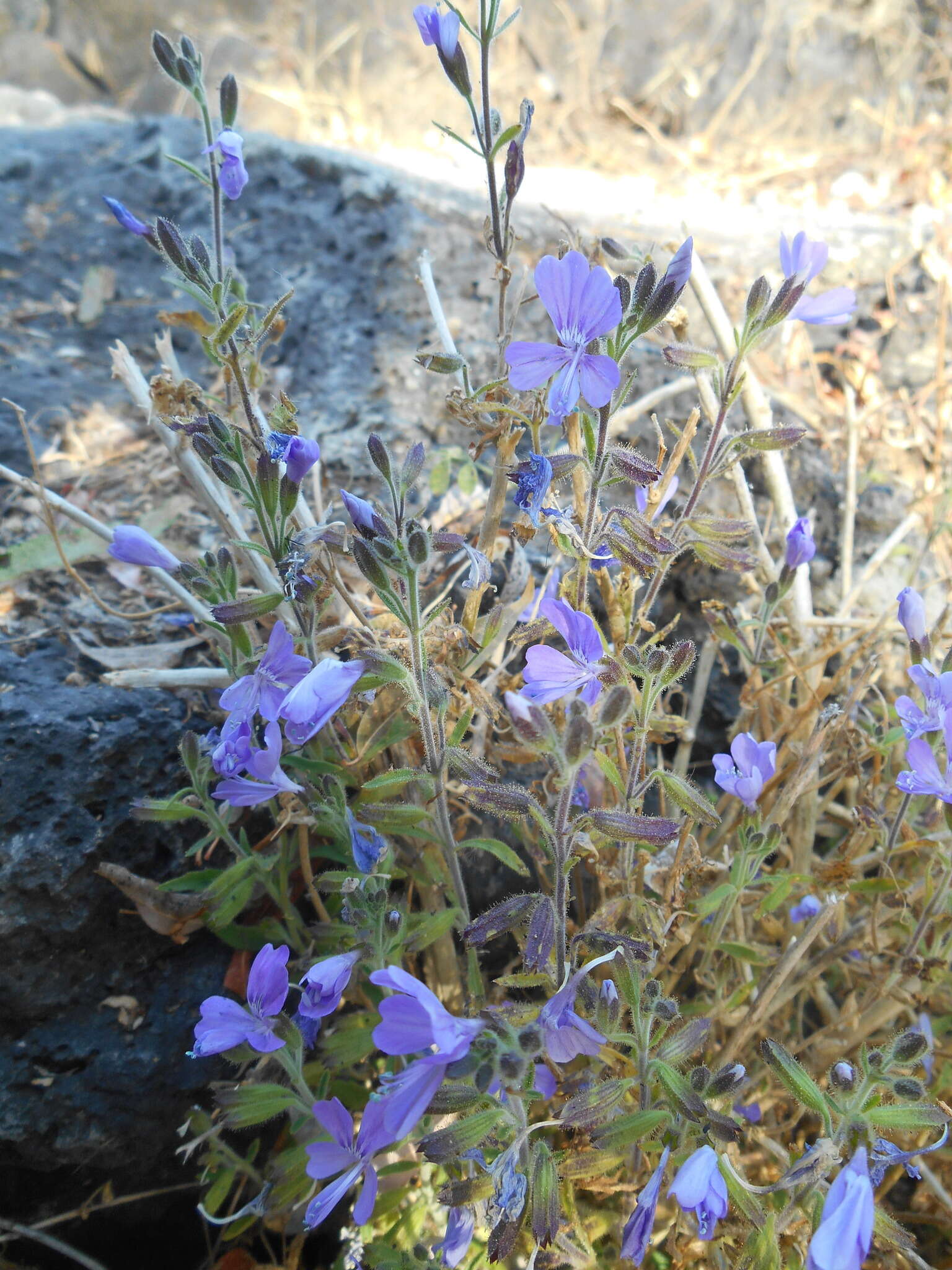 Image of Bonplandia geminiflora Cav.