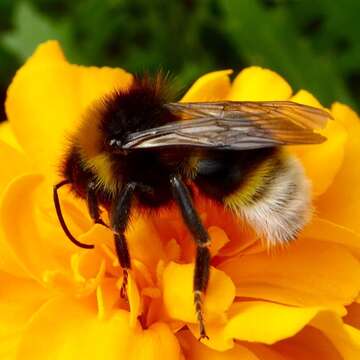 Image of Vestal cuckoo bee