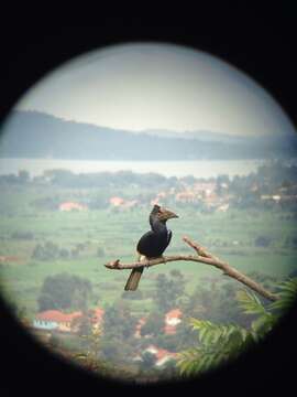 Image of Black-and-white Casqued Hornbill