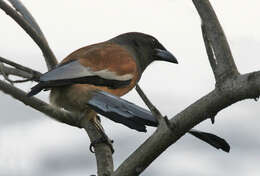 Image of Rufous Treepie