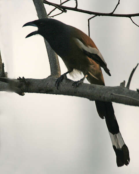 Image of Rufous Treepie