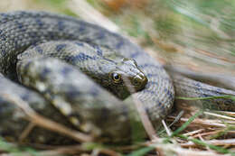 Image of Dice Snake