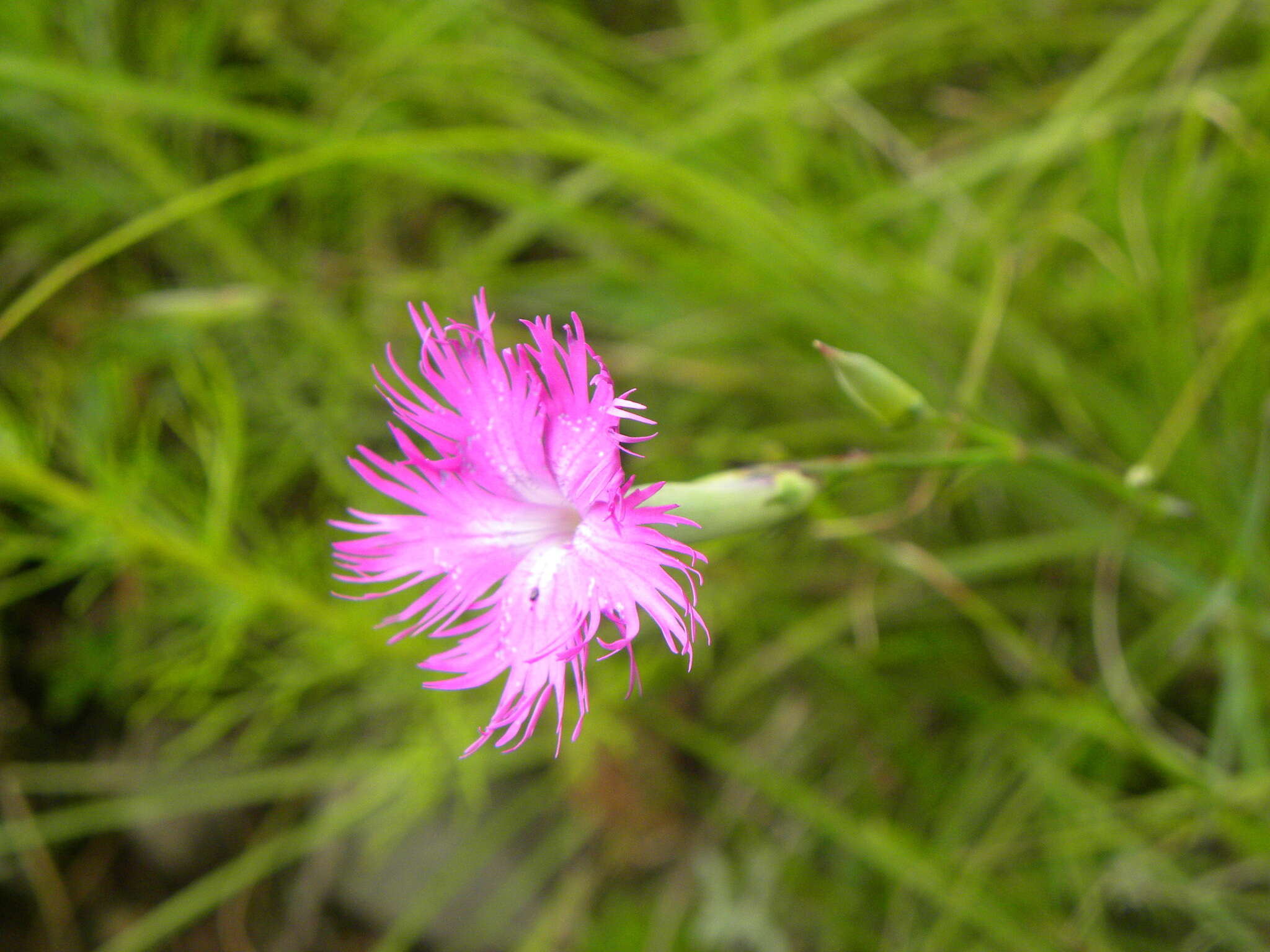 Dianthus longicalyx Miq.的圖片