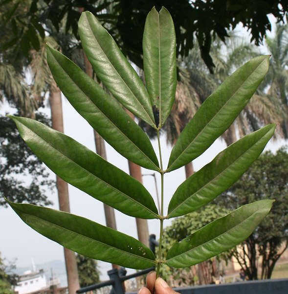 Image of Ashoka tree