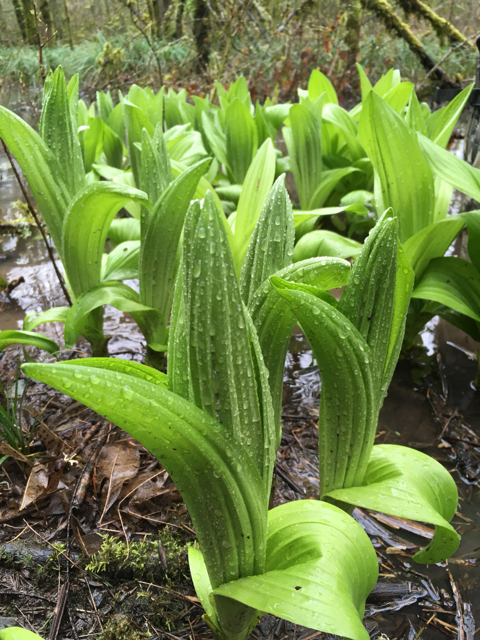 صورة Veratrum californicum var. caudatum (A. Heller) C. L. Hitchc.