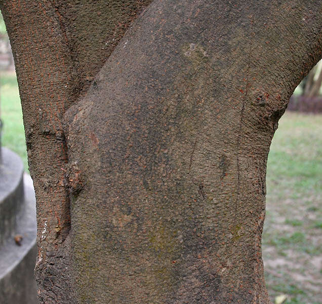 Image of Ashoka tree