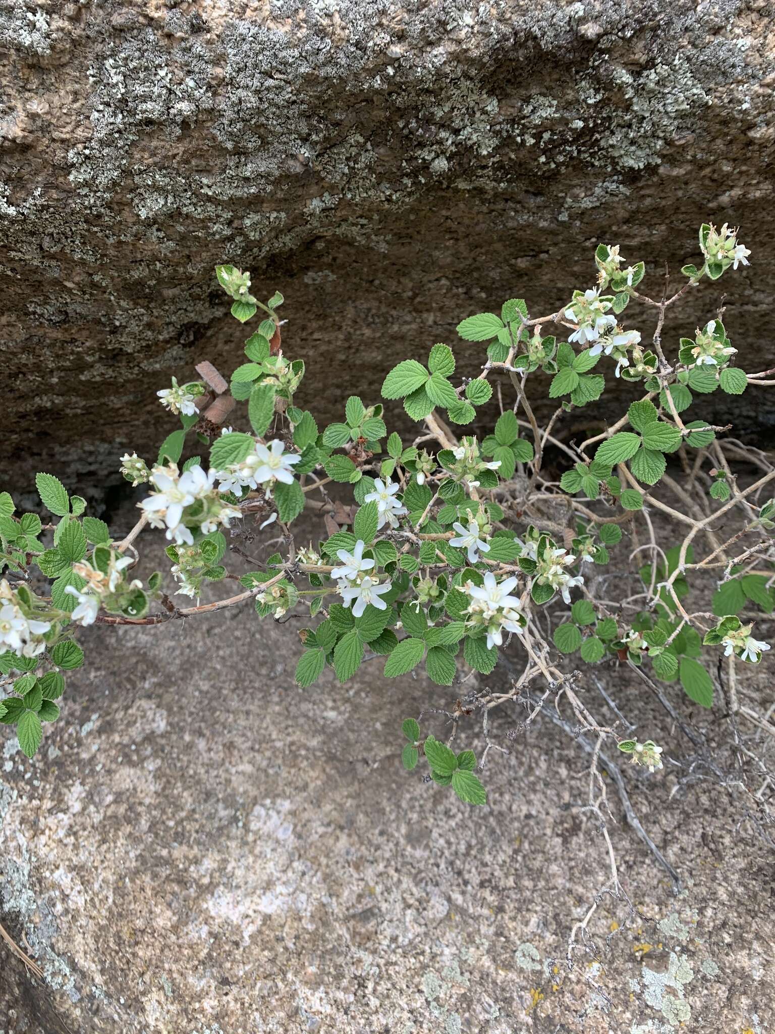 Image de Jamesia americana var. americana