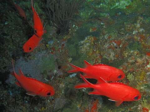 Image of Immaculate Squirrelfish