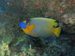 Image of Blue-face Angelfish