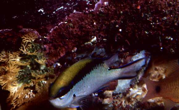 Image of Barrier reef chromis