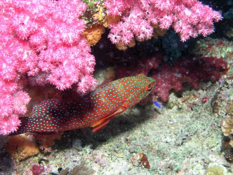 Image of Coral Hind