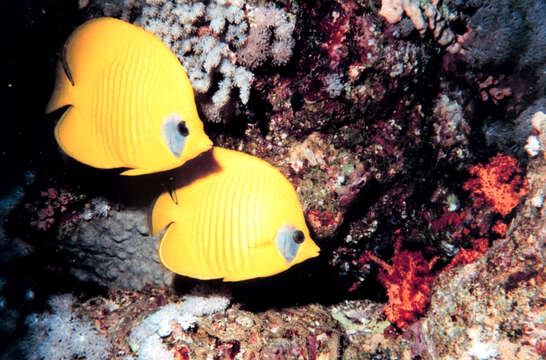 Image of Addis Butterflyfish