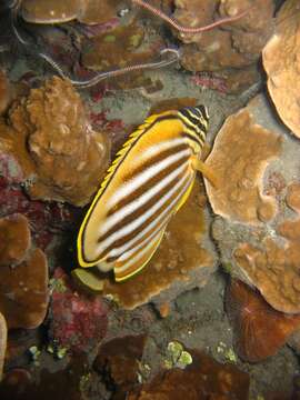 Image of Clown Butterflyfish