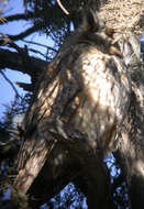 Image of Long-eared Owl