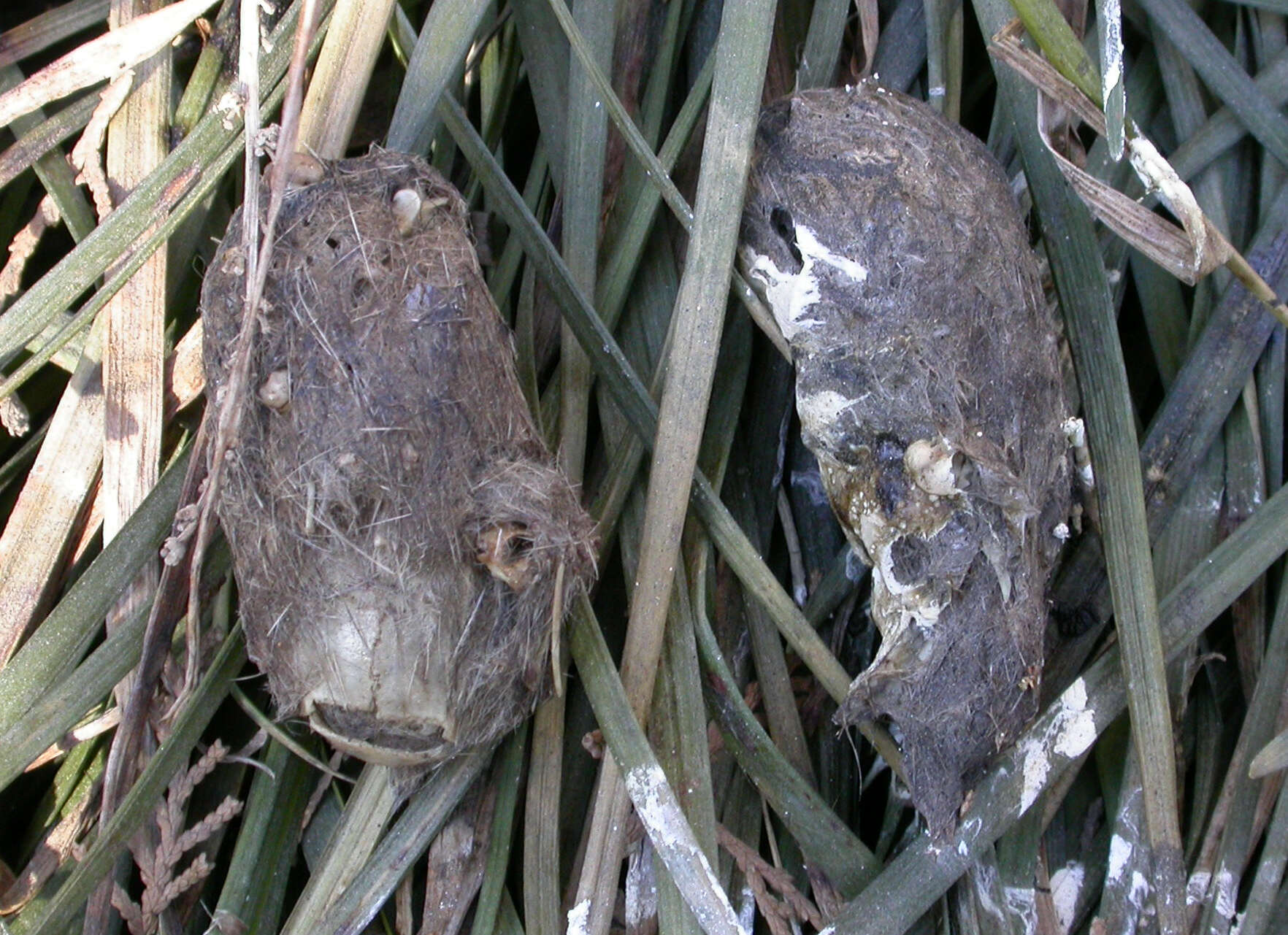 Image of Long-eared Owl