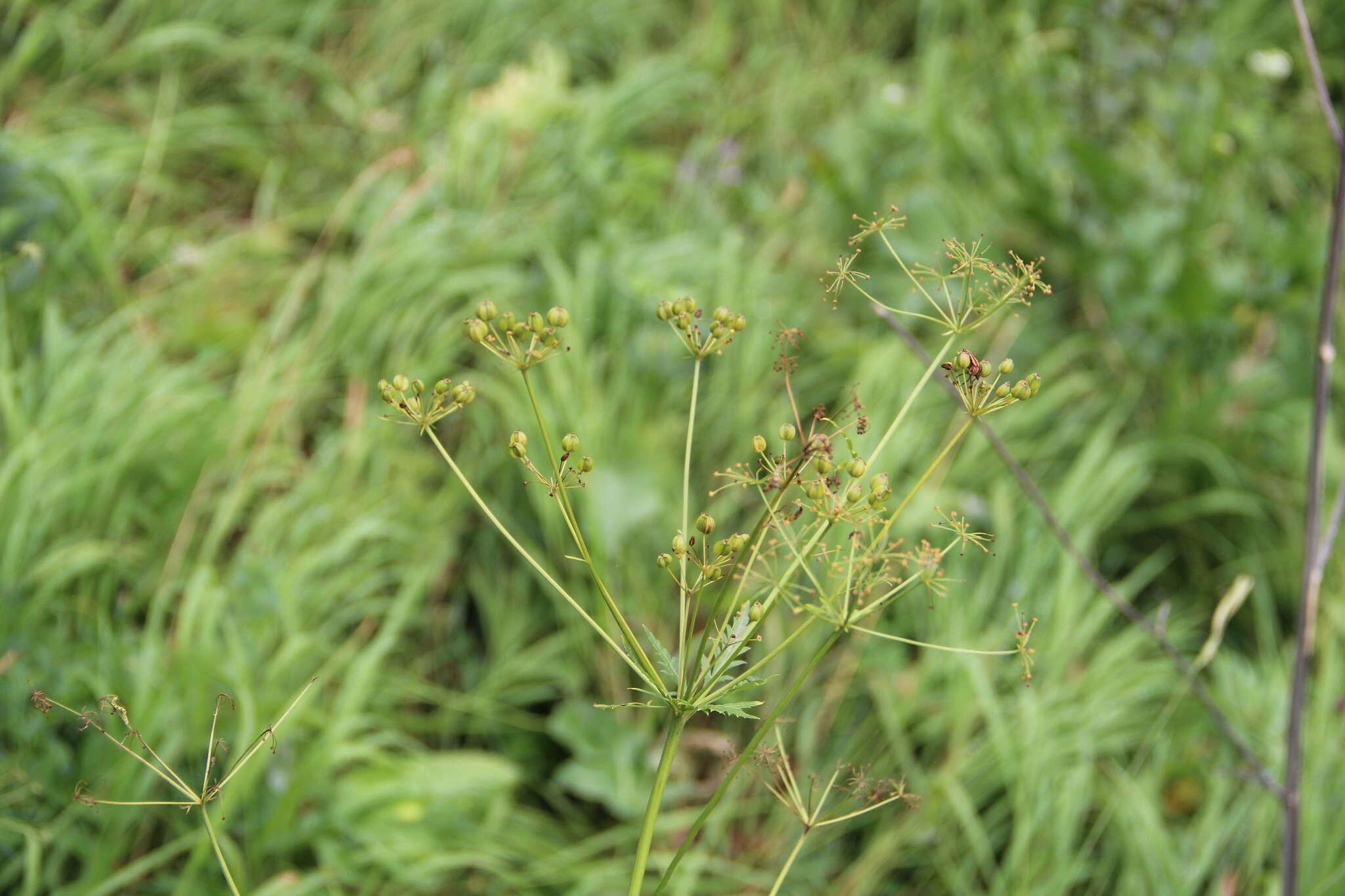 Image of Eleutherospermum cicutarium (M. Bieb.) Boiss.