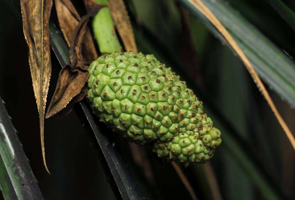 Image de Pandanus livingstonianus Rendle