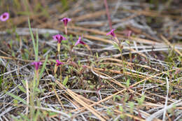 Image of Slender-Stem Monkey-Flower