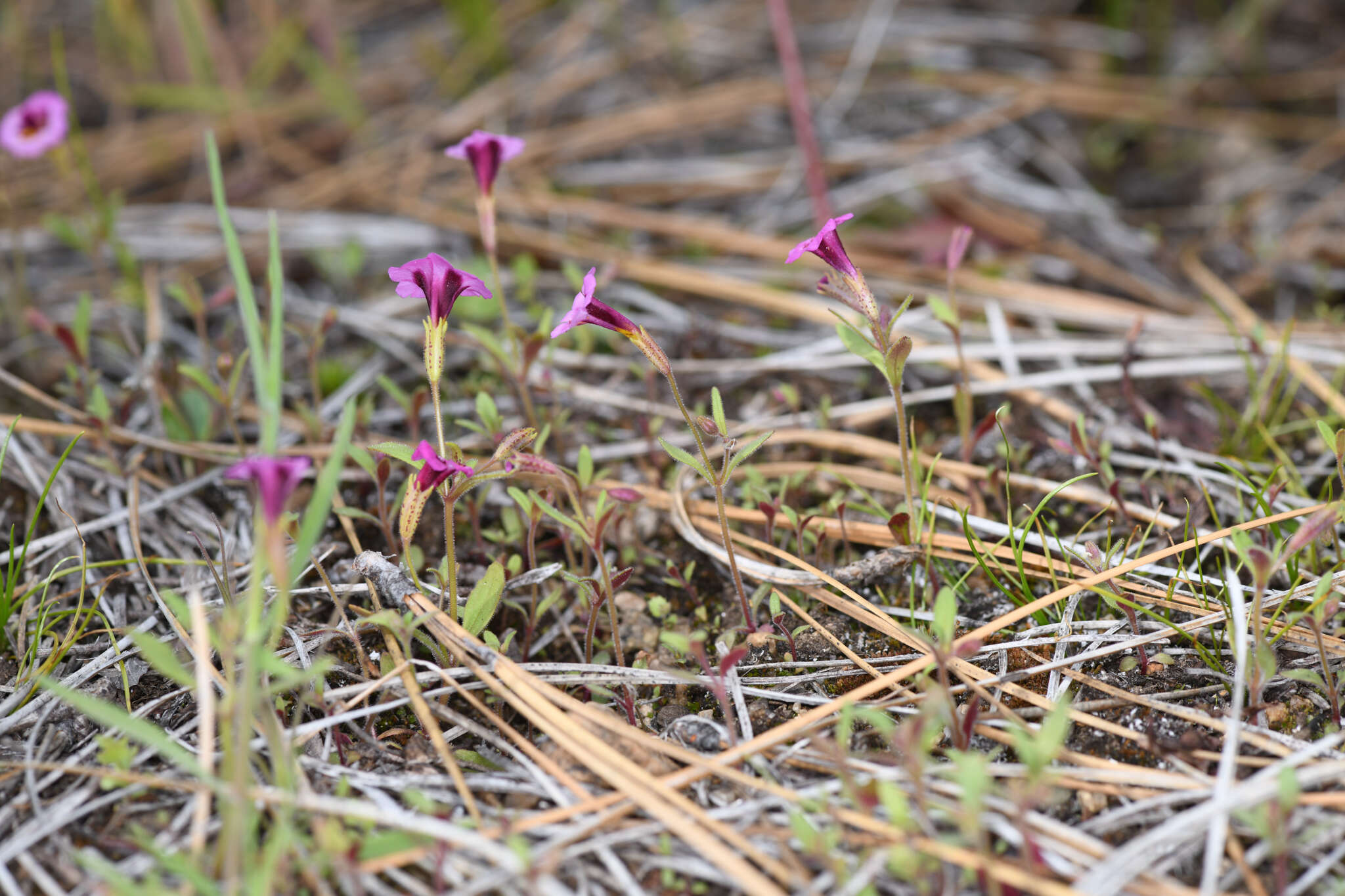 Image of Slender-Stem Monkey-Flower