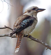 Image of Kookaburra