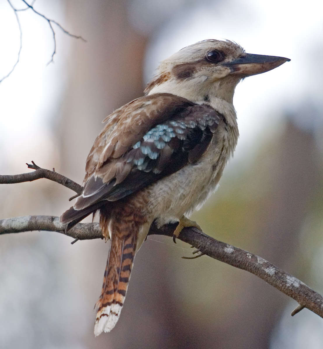 Image of Kookaburra