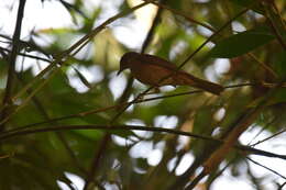 Image of Rufous Piha