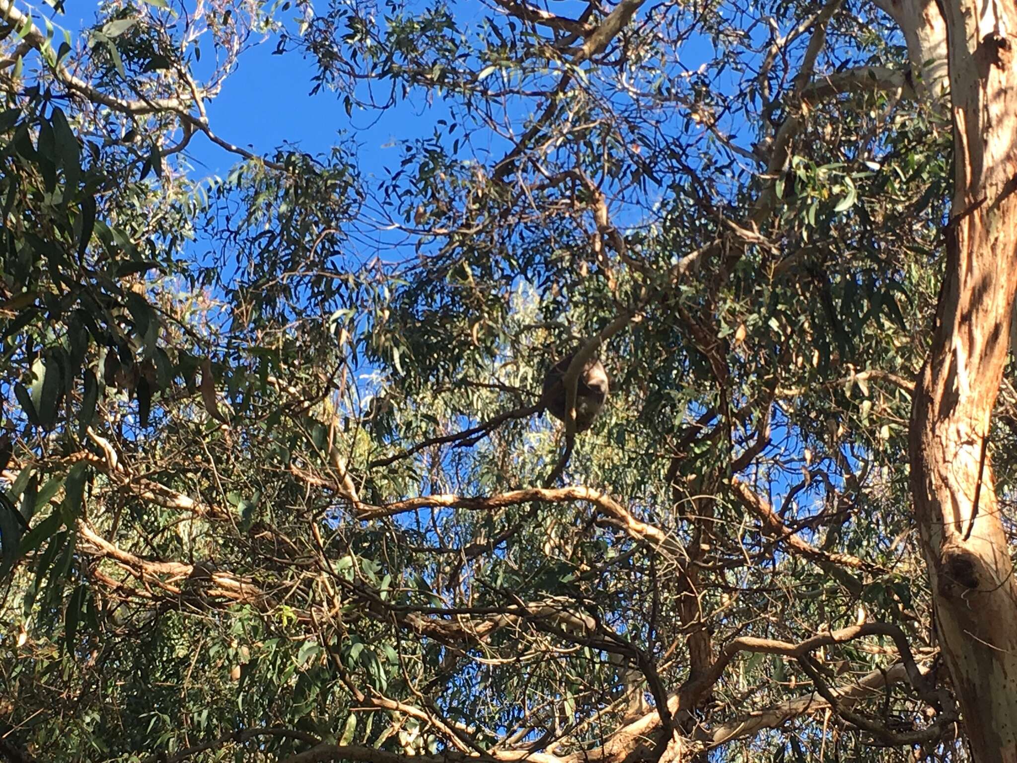 Image of koalas