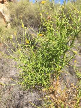 Plancia ëd <i>Osteospermum <i>spinosum</i></i> var. spinosum