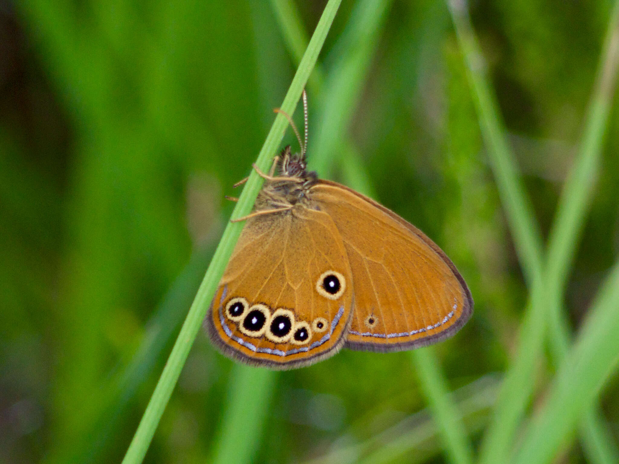 Image of False Ringlet