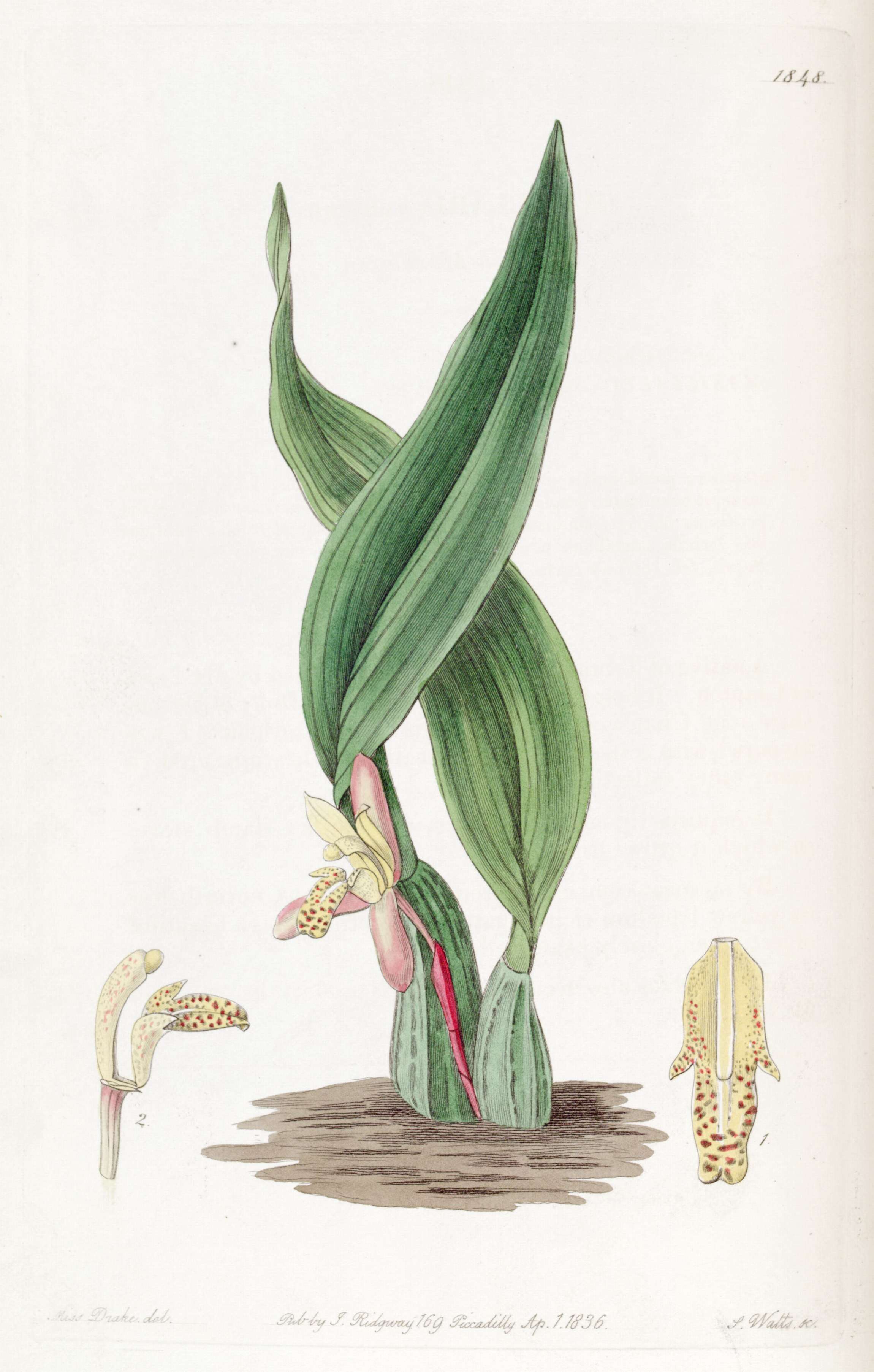 Image of Maxillaria rufescens Lindl.