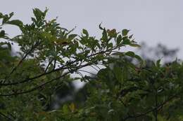 Image of Parsley tree