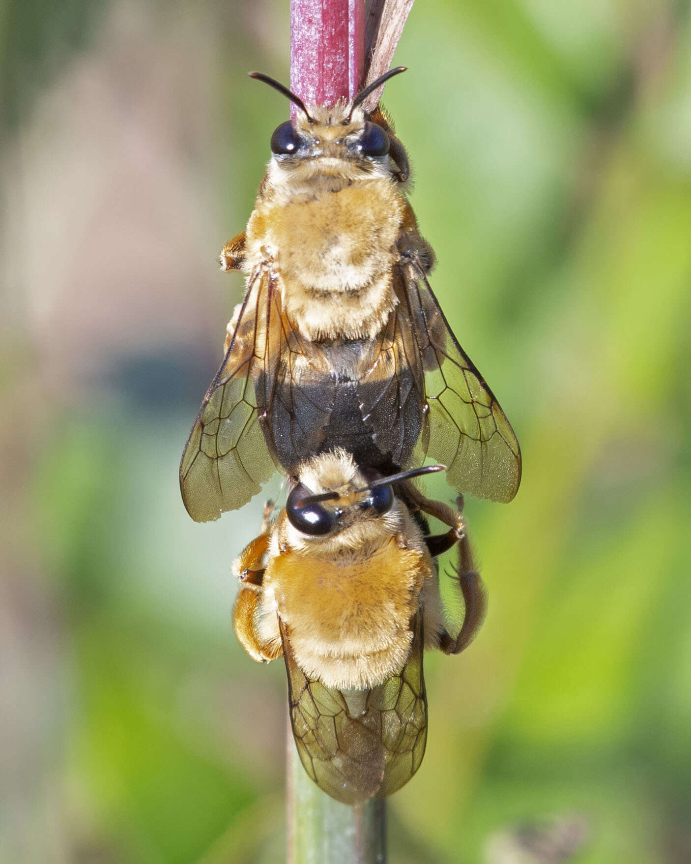 Image of Caupolicana electa (Cresson 1878)