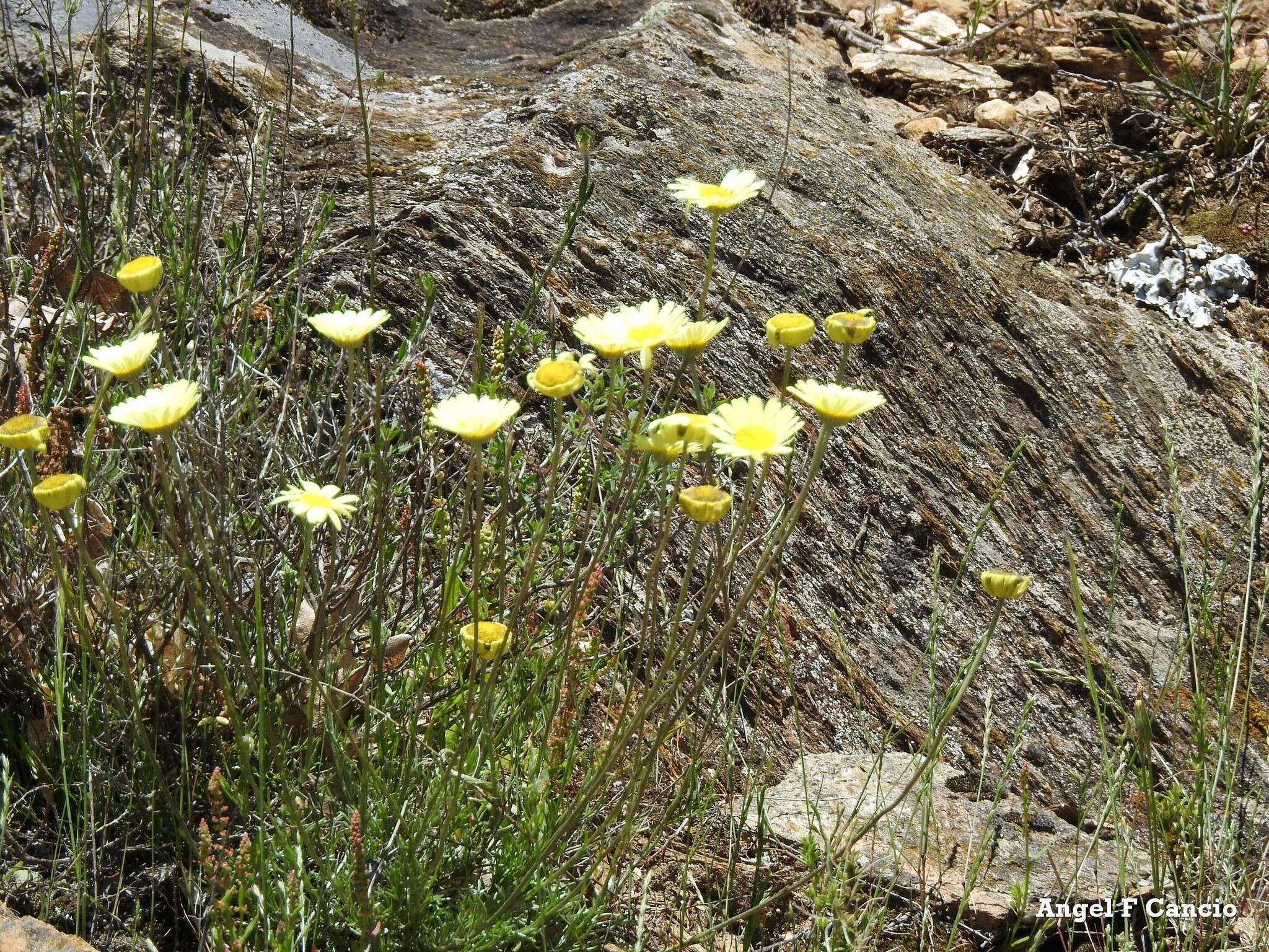 صورة Leucanthemopsis pallida (Mill.) Heywood