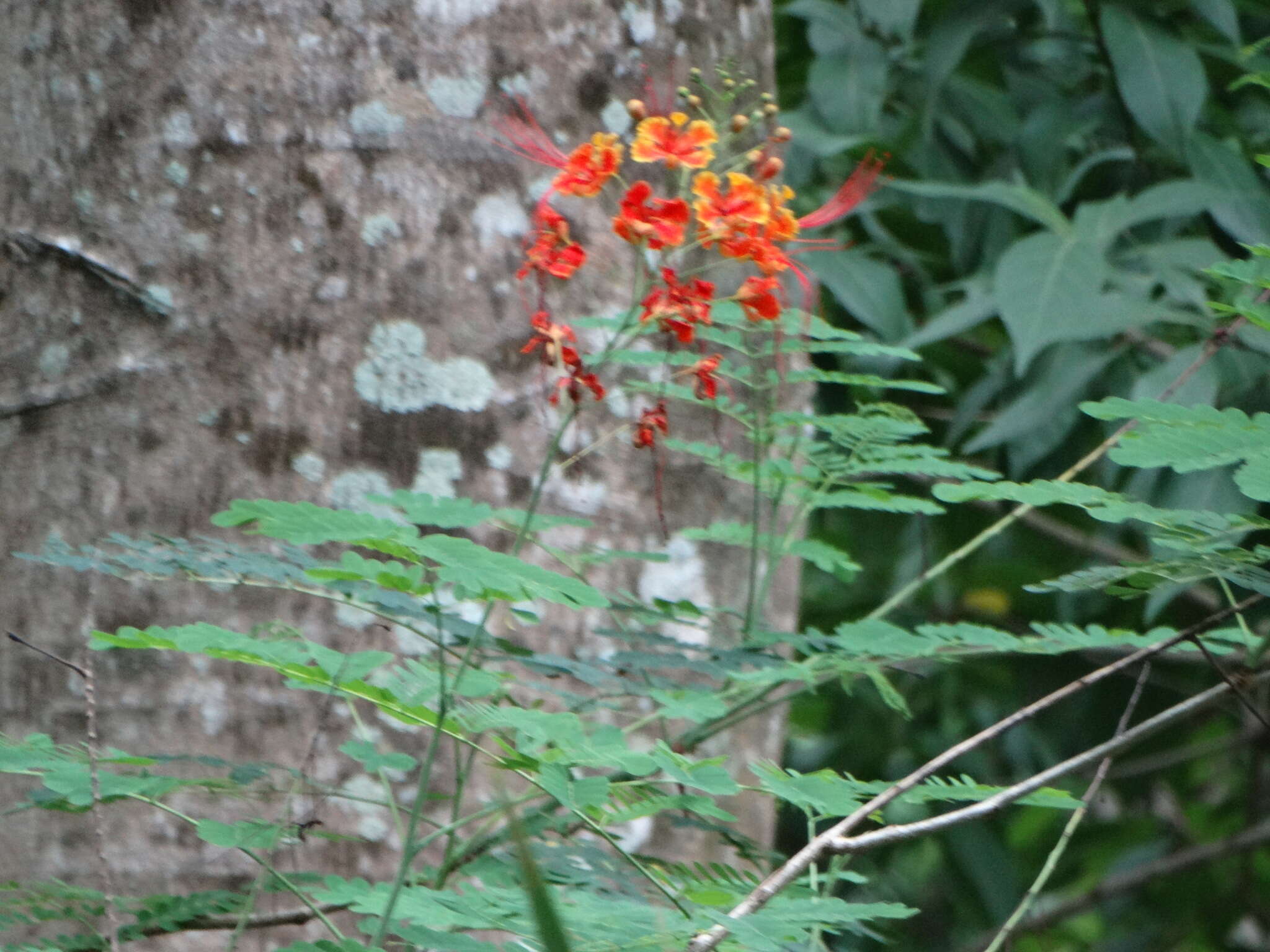 Image of Dwarf Poinciana