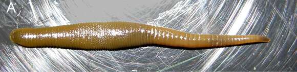 Image of Orobdellidae