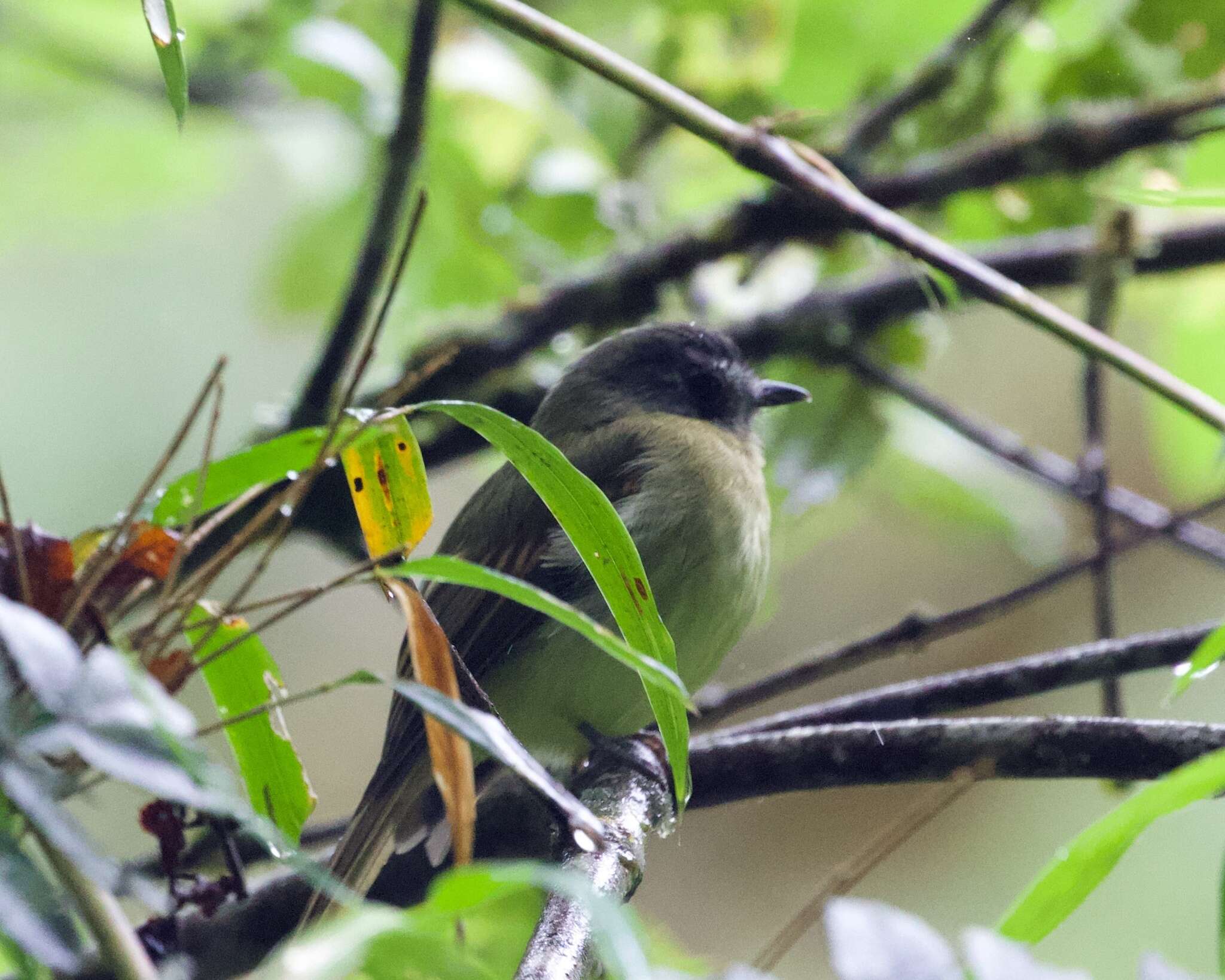 Image of Inca Flycatcher