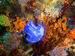 Image of Knobbly anemone