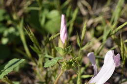 Image of annual mallow