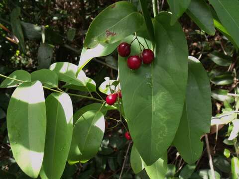 صورة Hypserpa laurina (F. Müll.) Diels