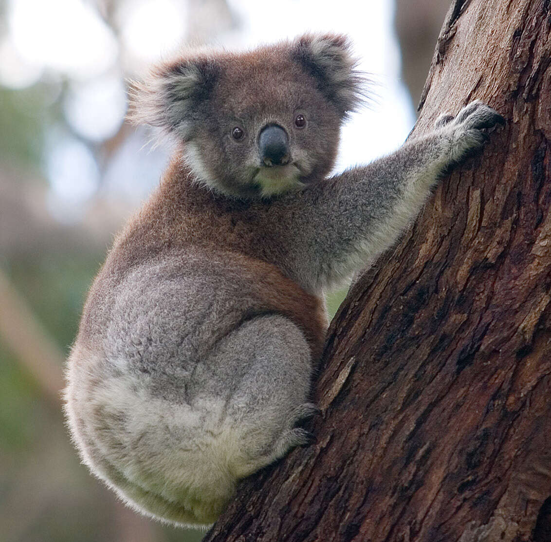 Image of Wombats and Koalas