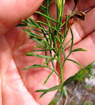 Image of Psoralea azuroides