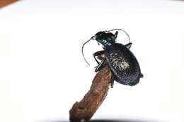 Imagem de Carabus (Chaetocarabus) lefebvrei bayardi Solier 1835