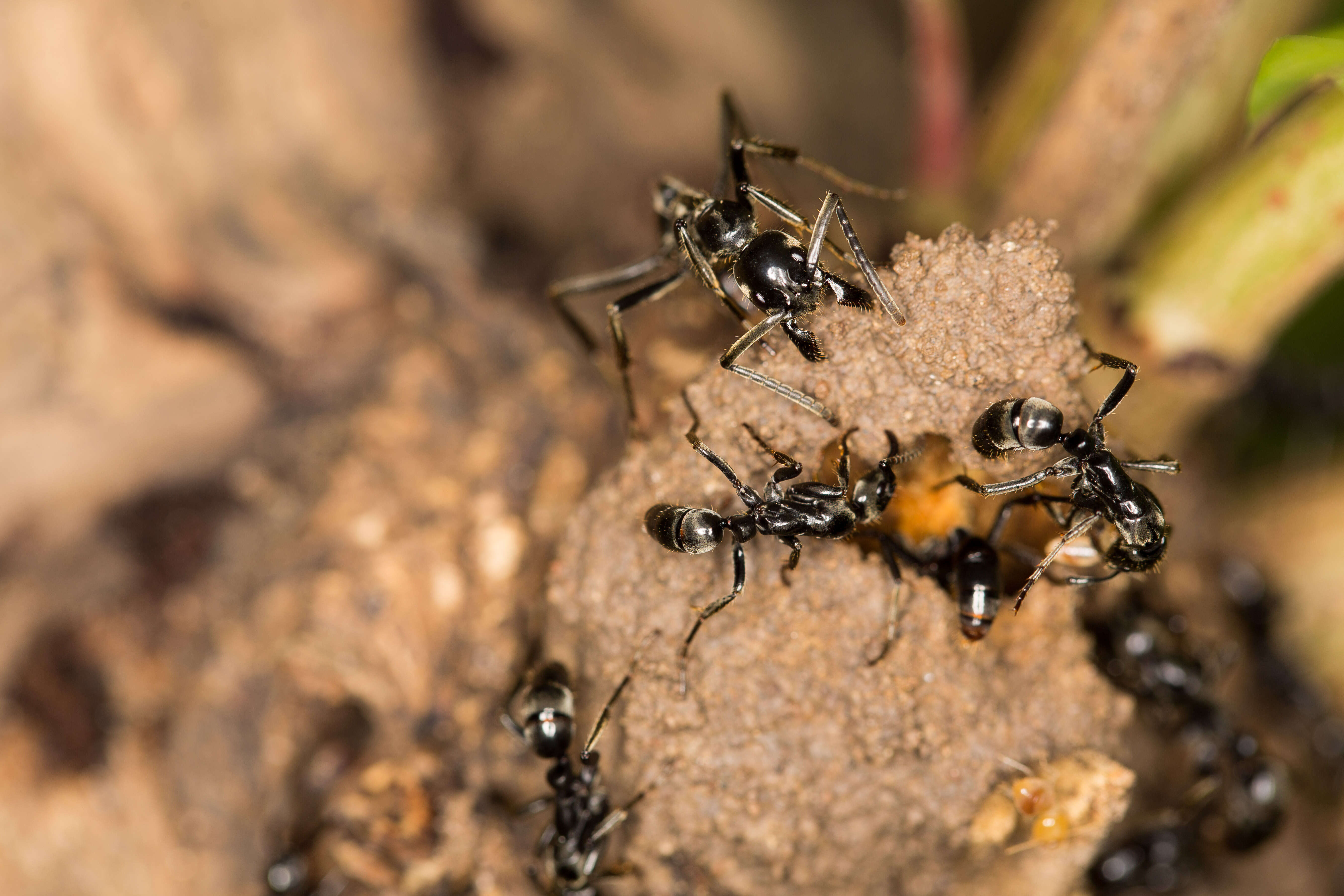 Image of Matabele ant