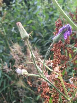 صورة Cicerbita macrophylla (Willd.) Wallr.