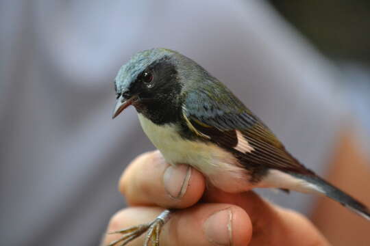 Imagem de Setophaga caerulescens (Gmelin & JF 1789)