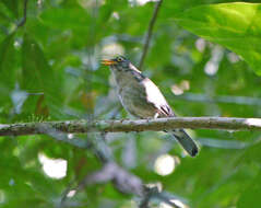 Image of Lawrence's Thrush